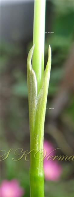 Spathe